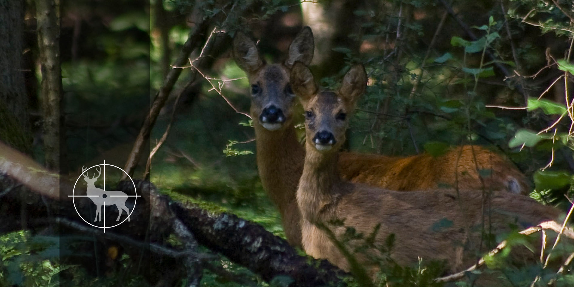 freeimages-deer-1350418-hunting-icon-1920x960.jpg